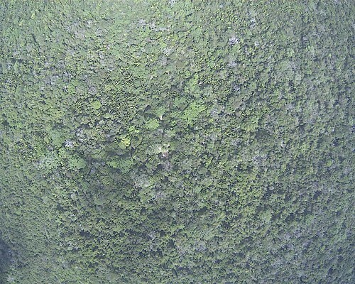 AirViewPilar
