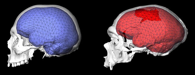 brainevolution3