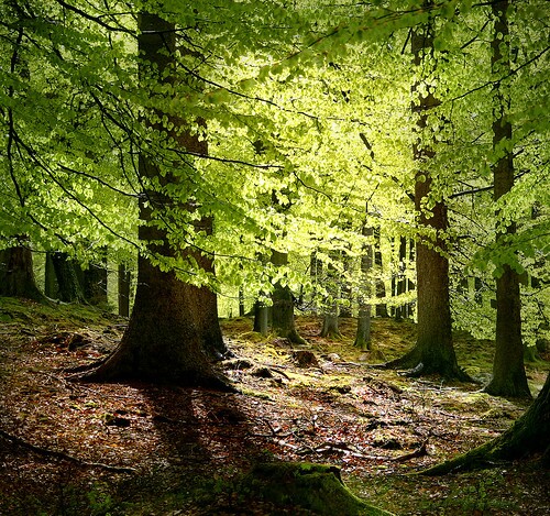 forestmalenethyssen