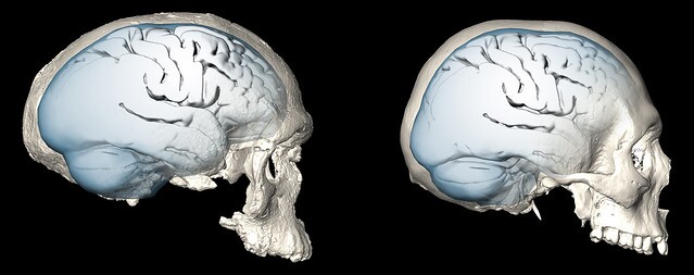 brainevolution1