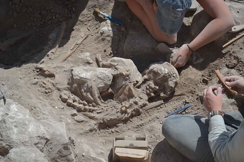 Excavating 3rd adult (1)