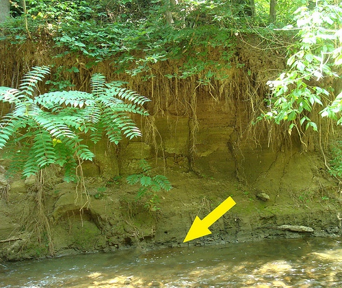 Figure 1_Site Photo