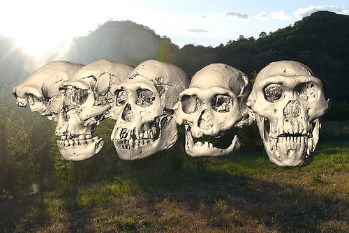 Dmanisi skulls 1 - 5 and landscape