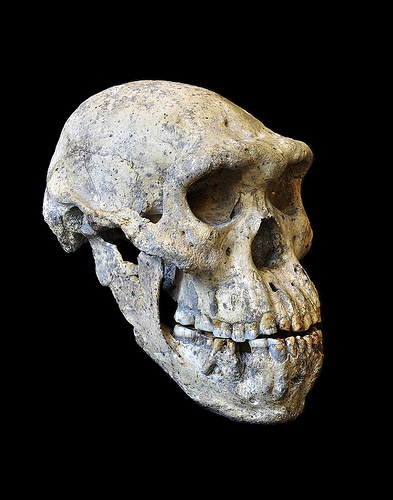 Dmanisiskull