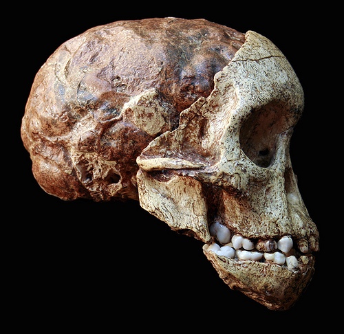 swartkransfig2