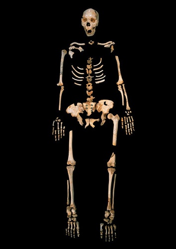 homininsequence