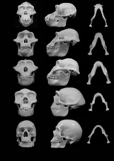 violencehumanevolution