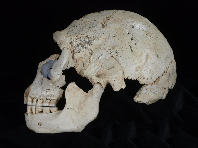 simaskull15