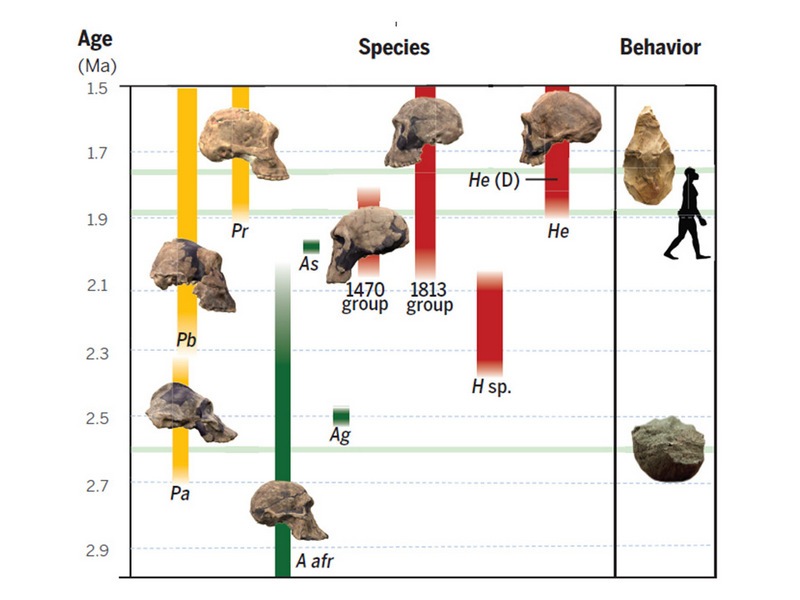 homoevolution2