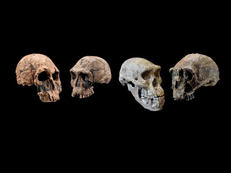 homoevolution1