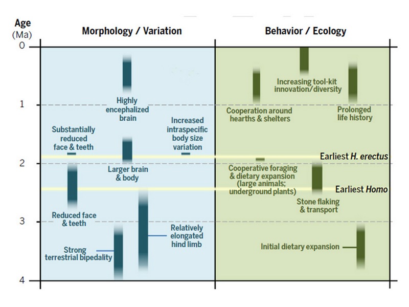homoevolution3
