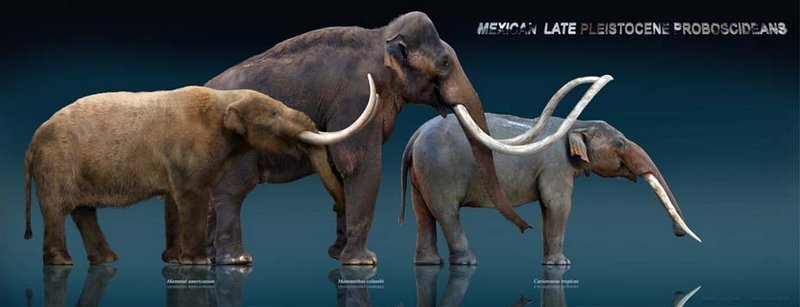 gomphotherehunting5
