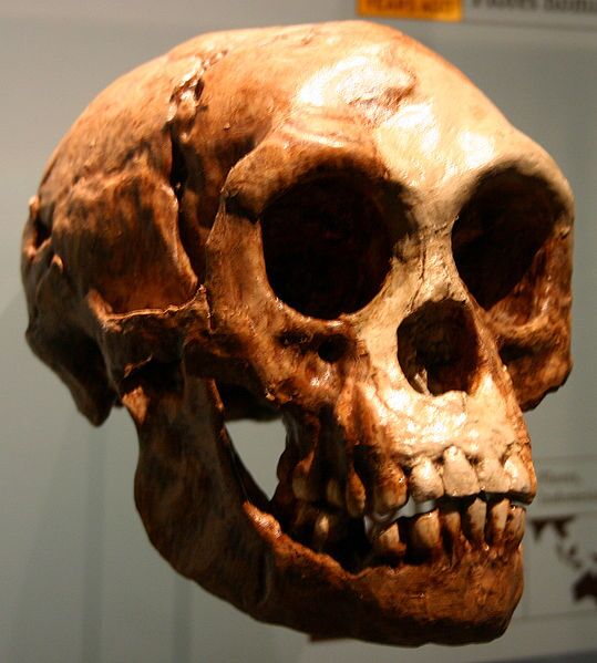 hobbitskullryansomma