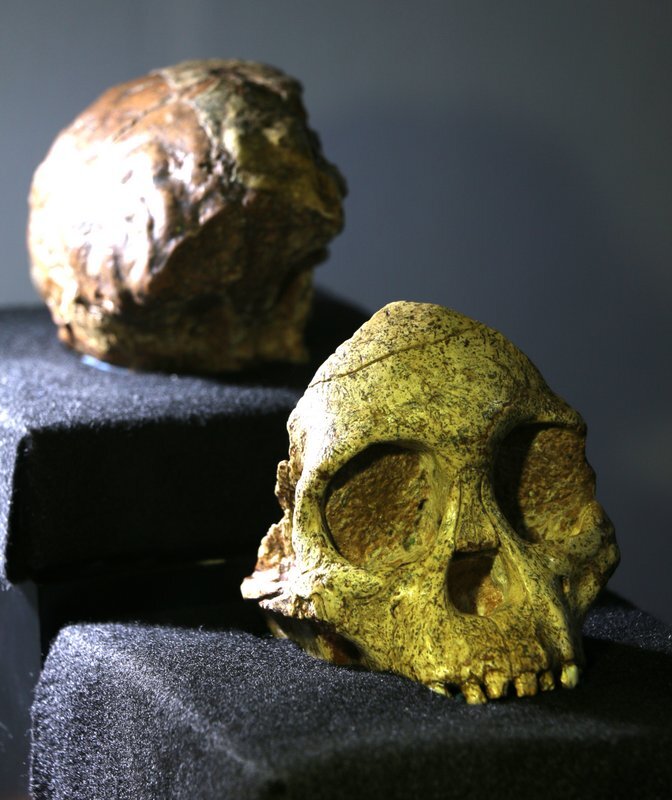 The Taung Child fossil