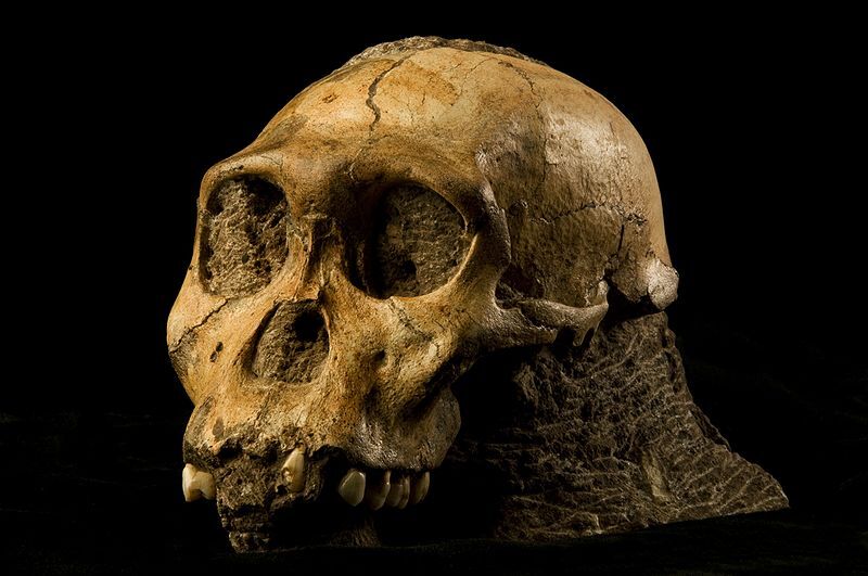 malapaskull