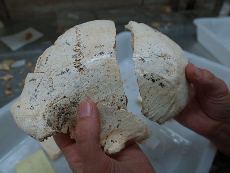 simaskull15reconstruction
