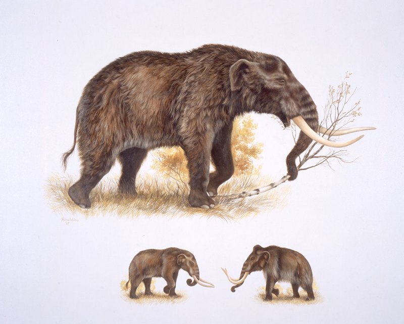 mastodonextinctionpic1