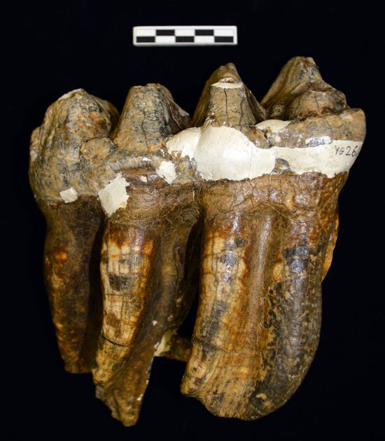 mastodonextinctionpic2