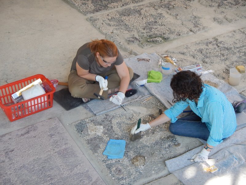 gordionconservation