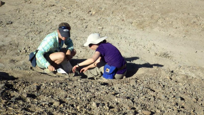 ledigerarudigging