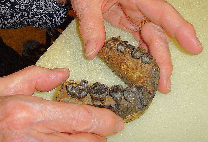 homorudolfensismandible