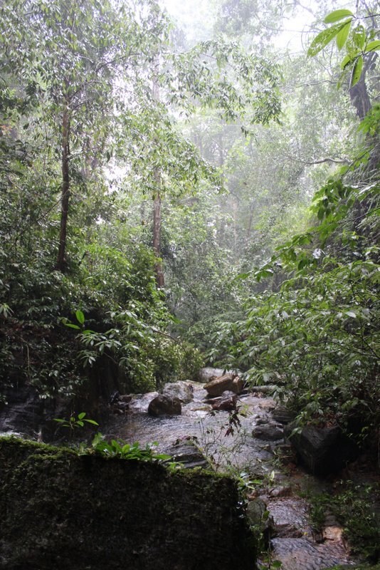 fossilteethrainforest3