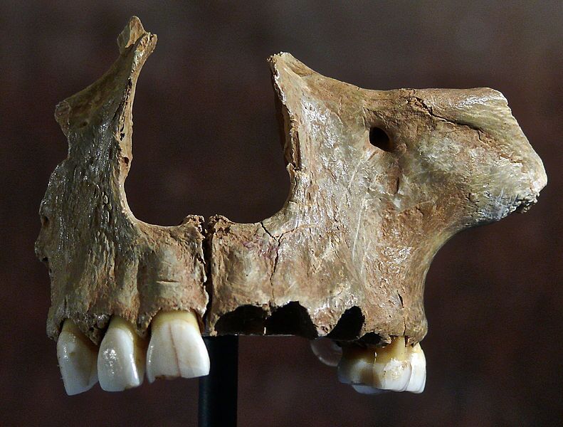 goughcavebone