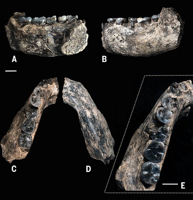 ledigeraru6