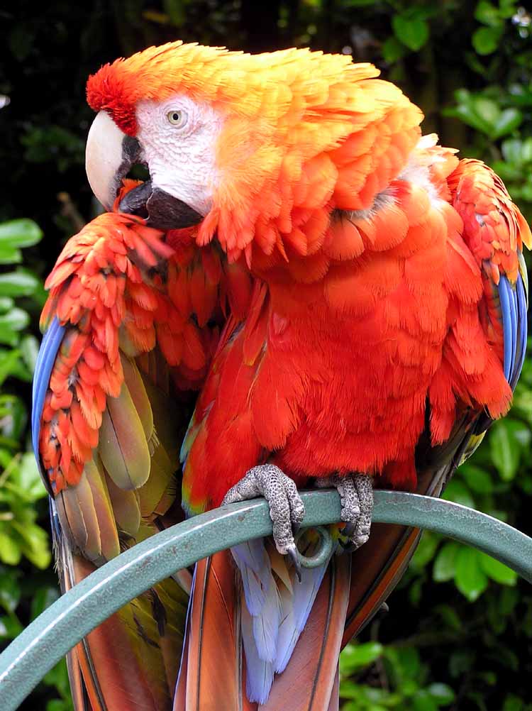 macawpic5