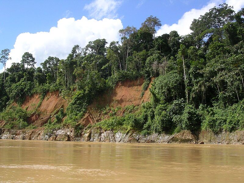 perurainforest