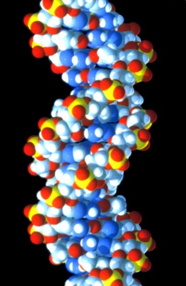 dnamolecule