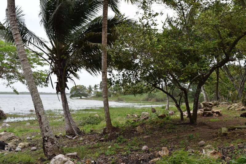 tamarindo1