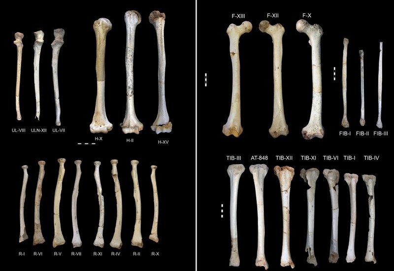 postcranialpic