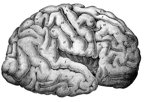 cerebralcortex