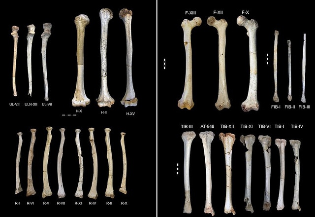 postcranialpic