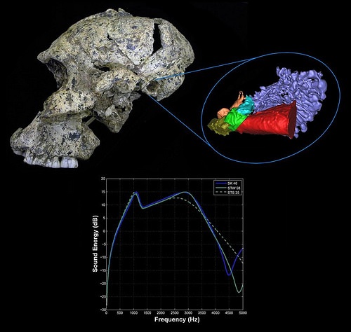 paranthropus