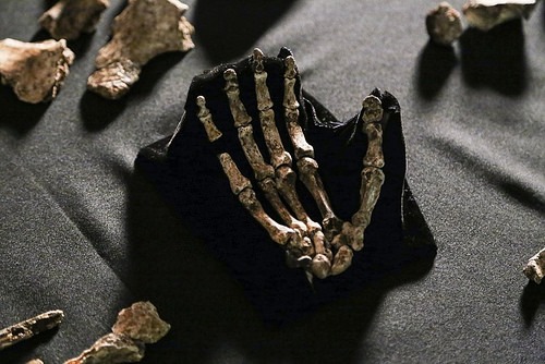 Hawks_Homo_naledi15_22