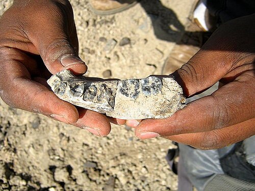 ledigerarumandible