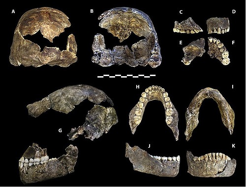 homonalediholotype