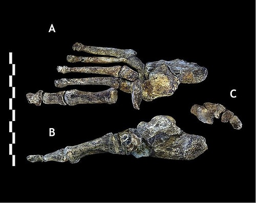 fossilfoot