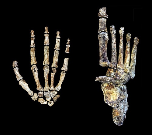 Fig 1 articulated hand