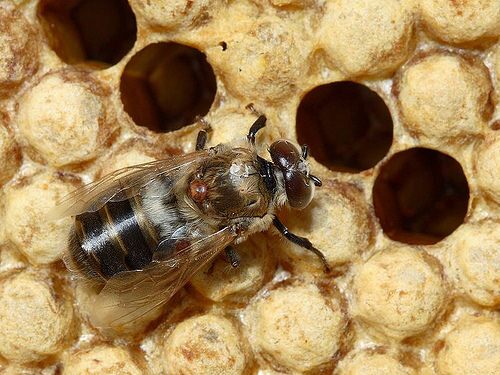 honeybeewaugsberg