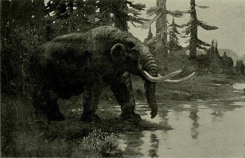 northamericanmammothpic