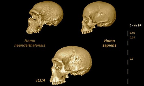 commonancestor1ba