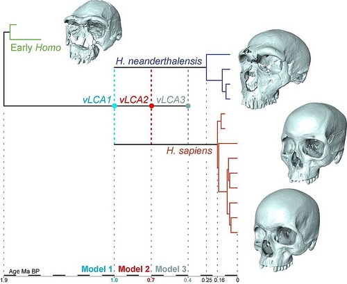 commonancestor3