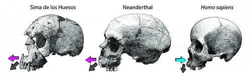 skullgrowth