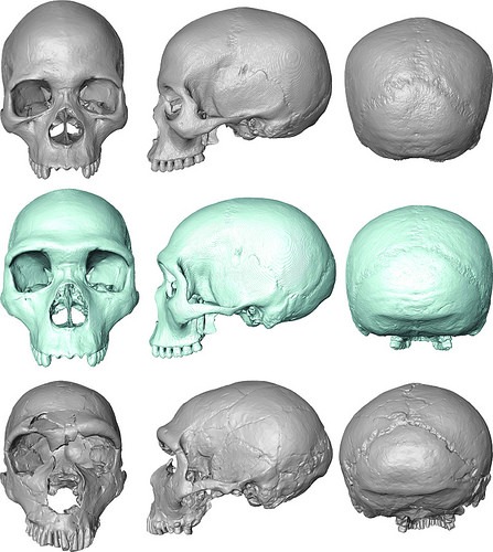 commonancestor4