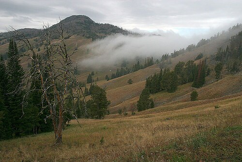 wyominggreggwillis