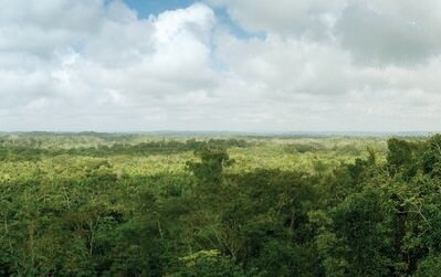 elpilarpicjungle