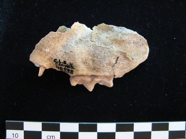 jaguarjaw